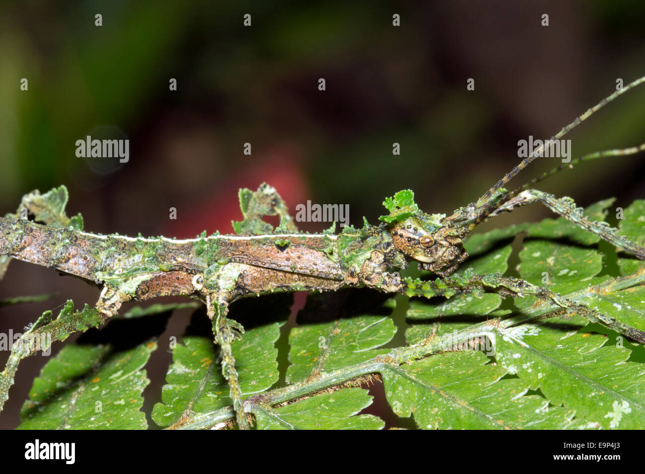 Flechten-Mimic Stabheuschrecke in den Regenwald Unterwuchs, Ecuador Stockfoto