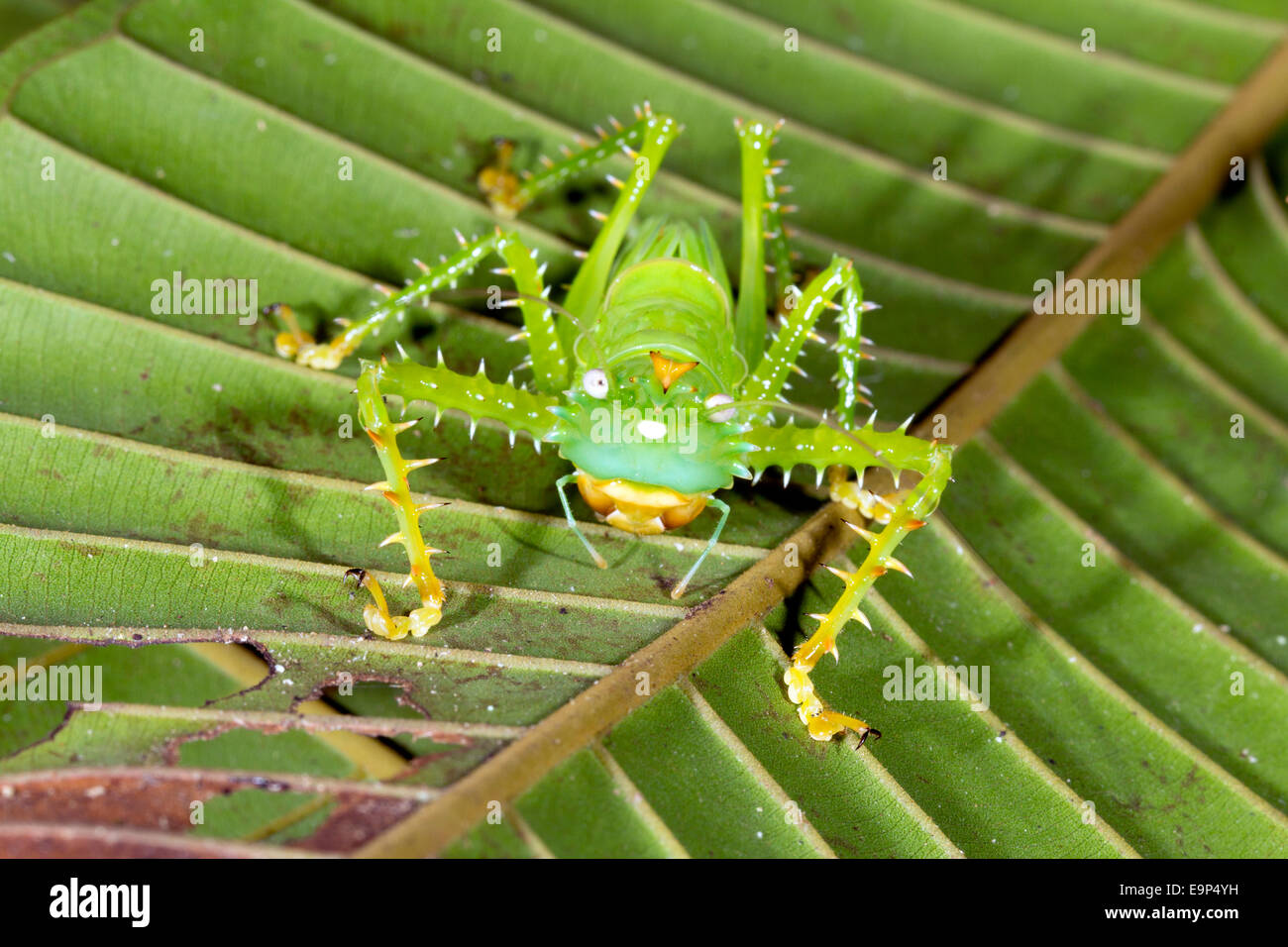 Thorny Devil (Panacanthus Cuspidatus) in den Regenwald Unterwuchs in der Nacht, Ecuador Stockfoto