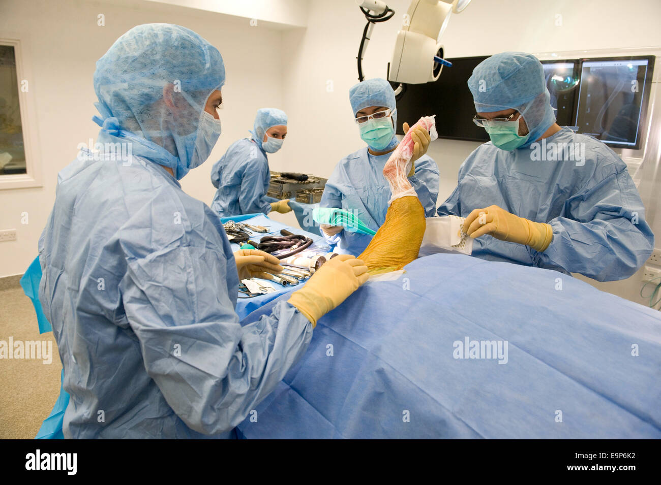 Noel Fitzpatrick fügt Metall Implantat in Hunde Hinterbein in seiner State-Of-The-Art OP-Saal in Godalming Surrey uk Stockfoto