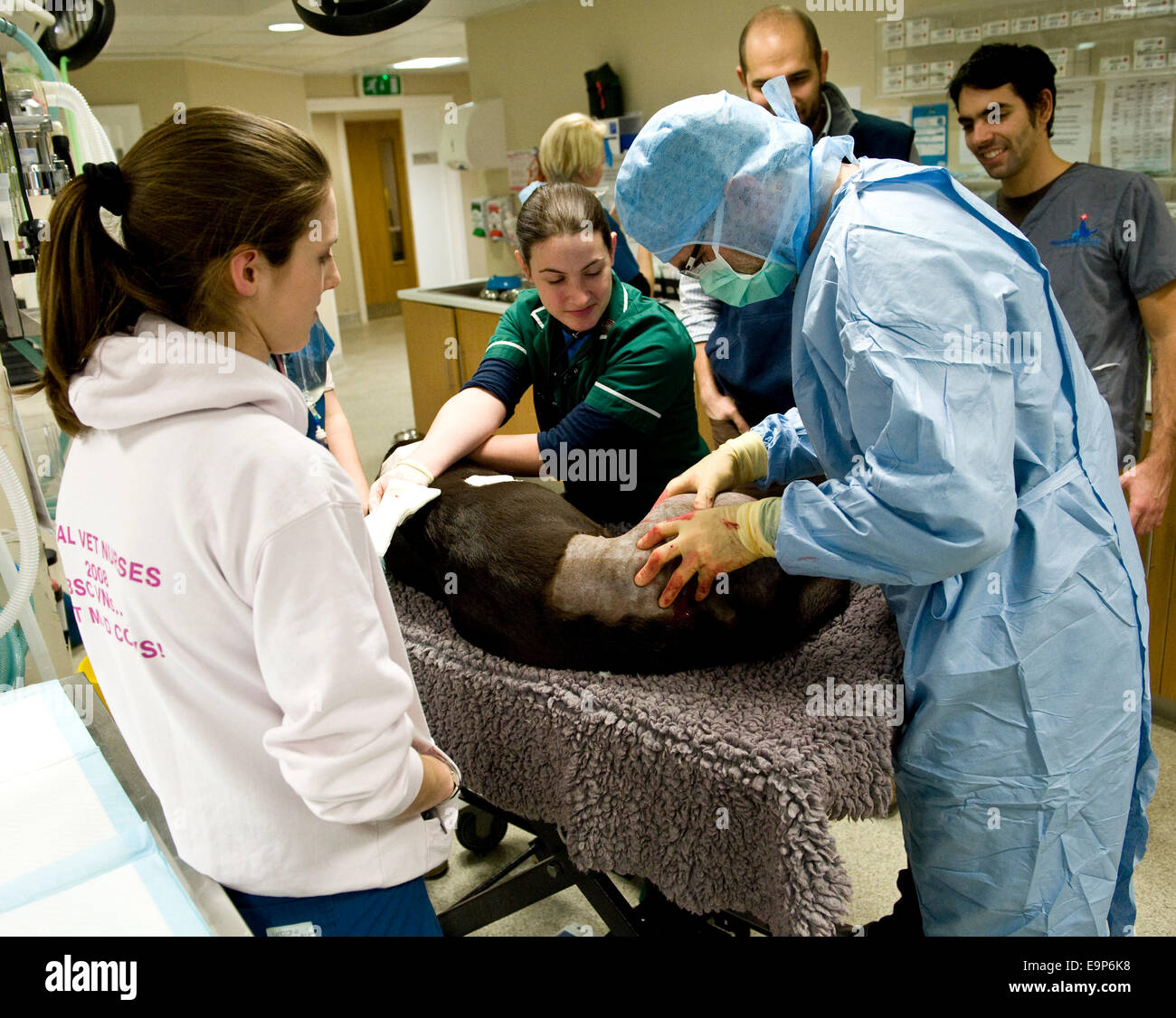 Noel Fitzpatrick fügt Metall Implantat in Hunde Hinterbein in seiner State-Of-The-Art OP-Saal in Godalming Surrey uk Stockfoto