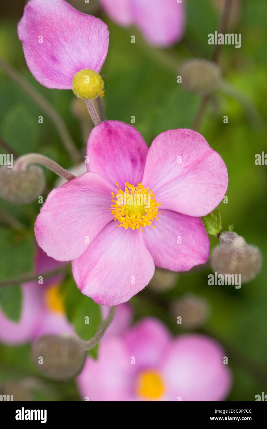 Rosa japanische Anemone Blume. Stockfoto
