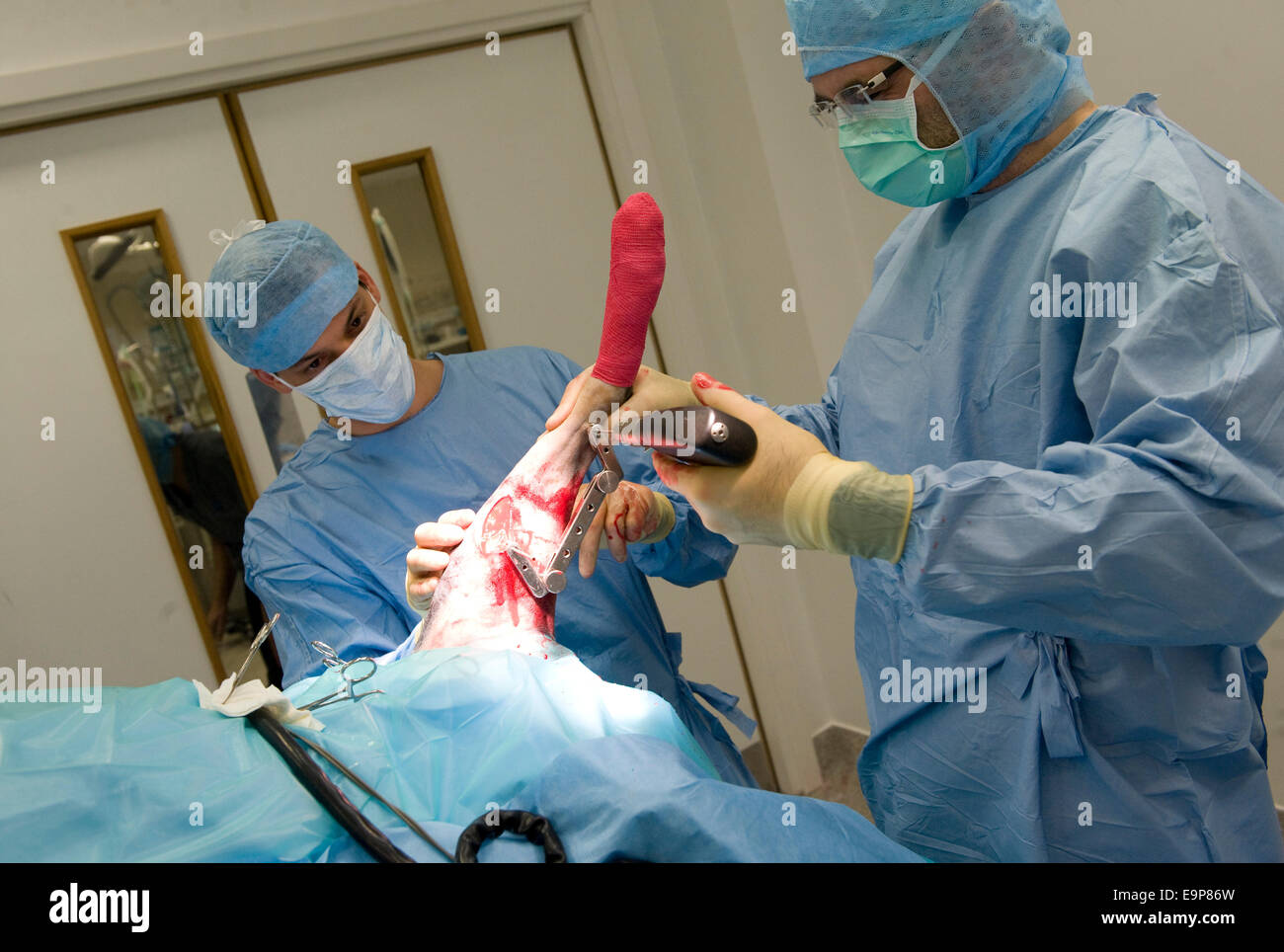 Noel Fitzpatrick fügt Metall Implantat in Hunde Hinterbein in seiner State-Of-The-Art OP-Saal in Godalming Surrey uk Stockfoto