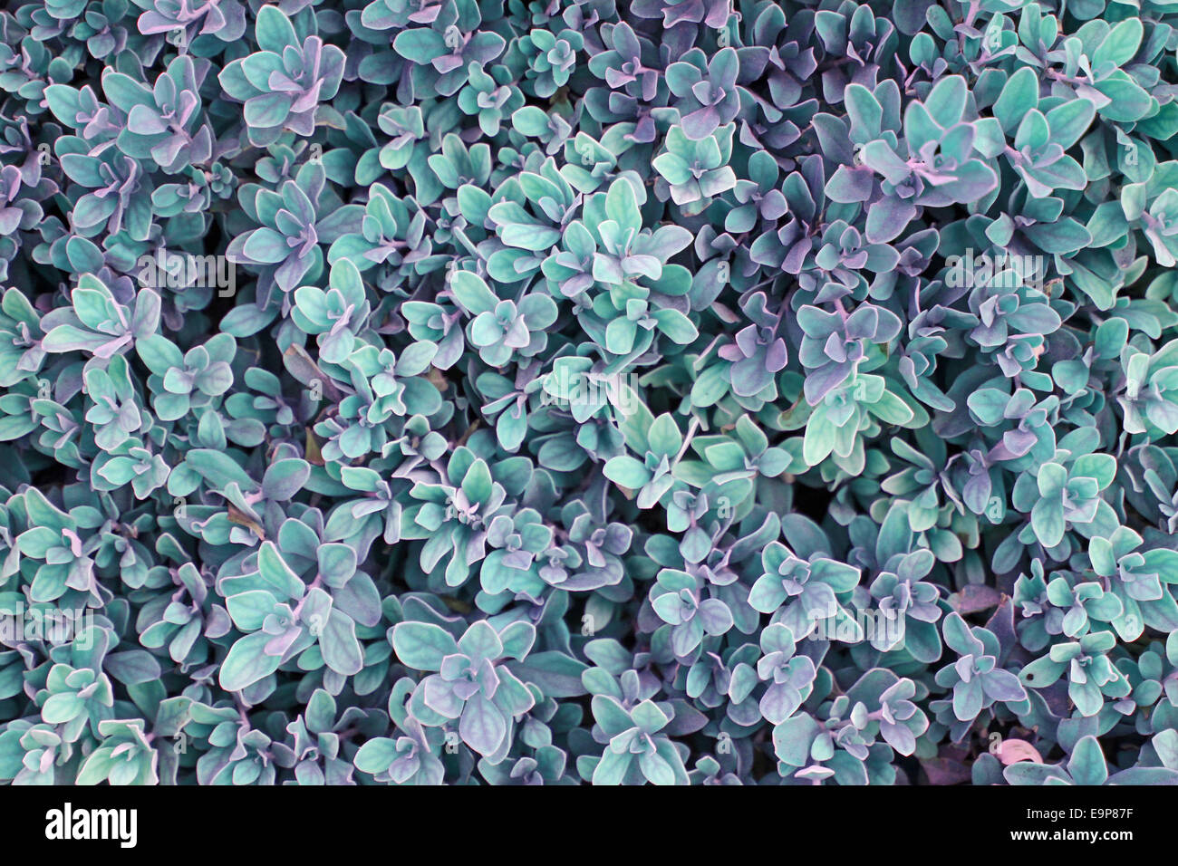 Hintergrund Lila Laub mit Akzenten in grün Stockfoto