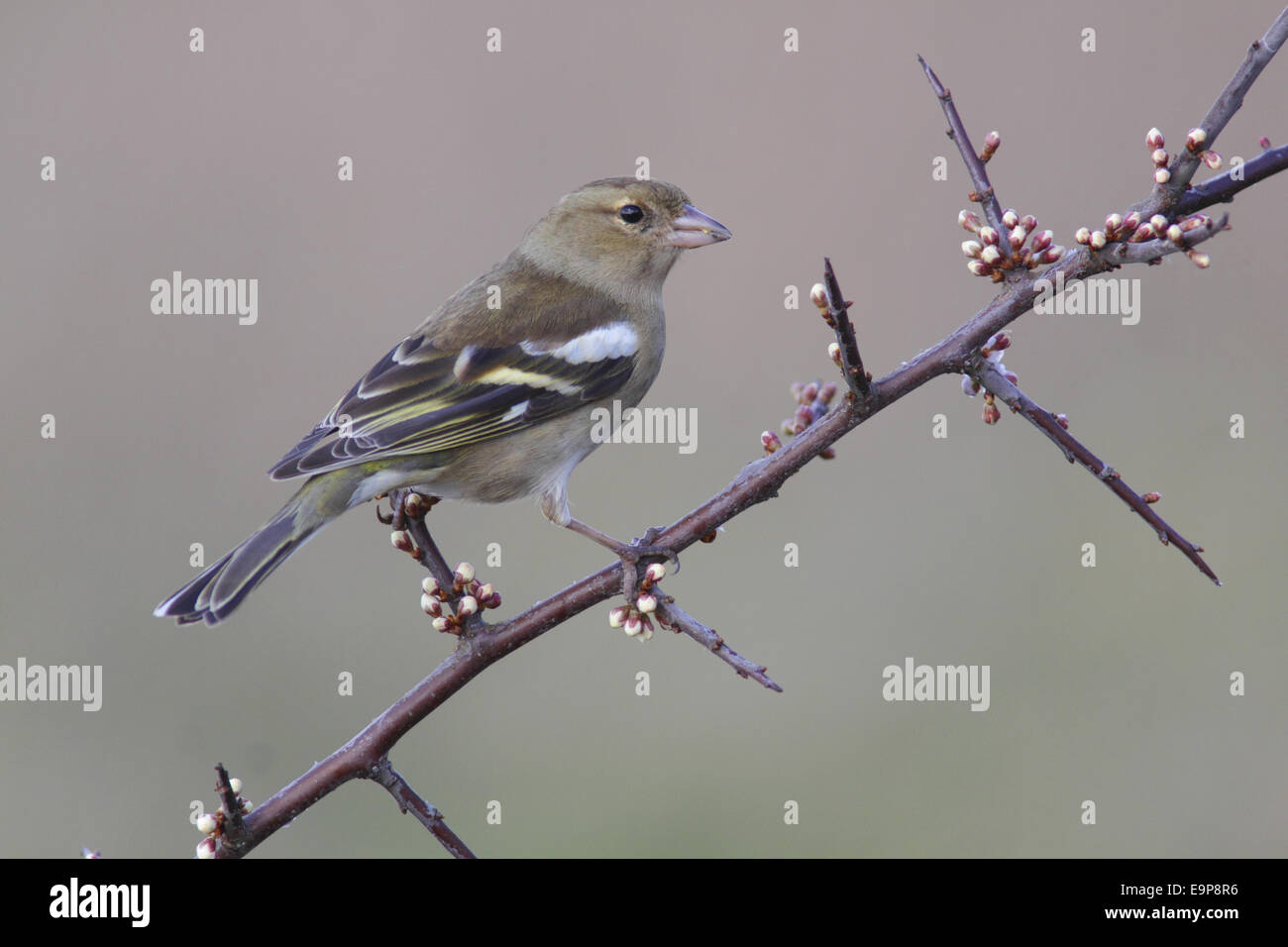 Gemeinsamen Buchfinken (Fringilla Coelebs) Erwachsenfrau thront auf Schlehe (Prunus Spinosa) Zweig mit Blütenknospen, West Yorkshire, Stockfoto