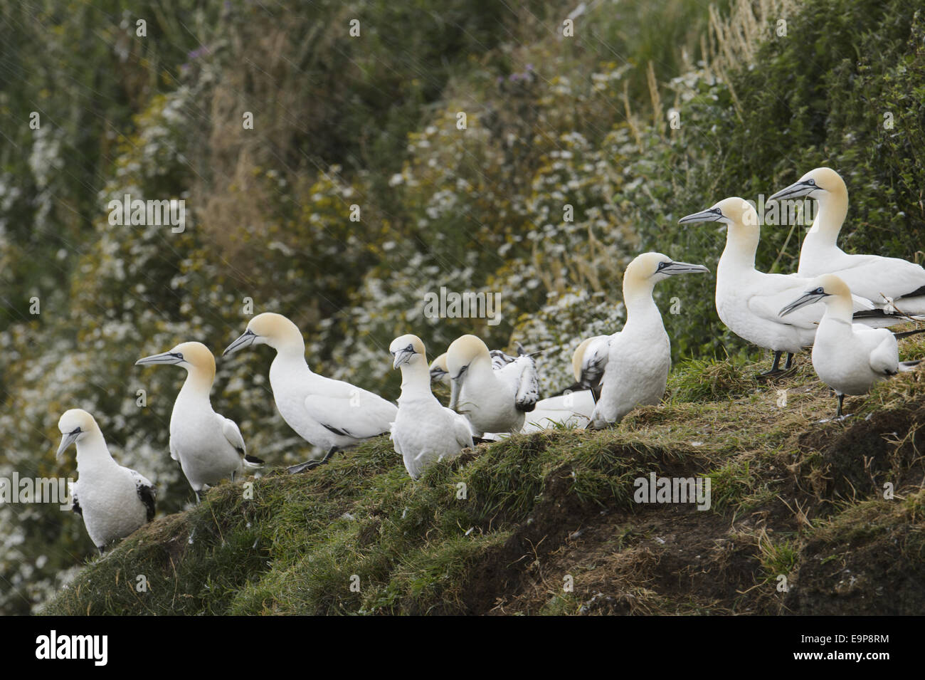 Nördlichen Basstölpel (Morus Bassanus) Sub-Erwachsene, dritte und vierte Winterkleid, nicht-Zuchtgruppe stehend auf Klippe bei Regen, Bempton Klippen RSPB Reserve, Bempton, East Yorkshire, England, Juli Stockfoto