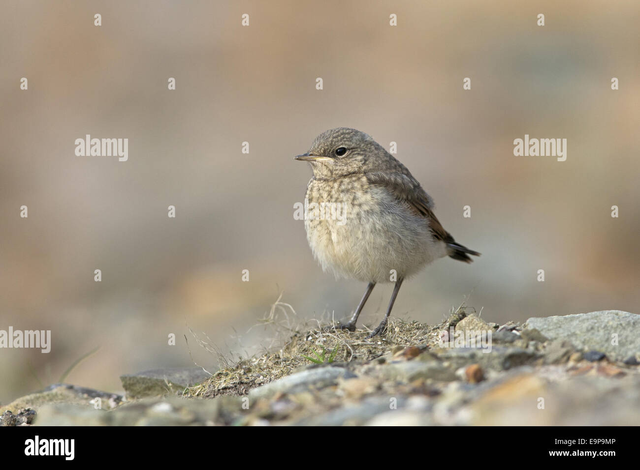 Nördlichen Steinschmätzer (Oenanthe Oenanthe) Juvenile, stehend auf Boden, Sumburgh Head RSPB Reserve, Mainland, Shetland Inseln, Schottland, Juni Stockfoto