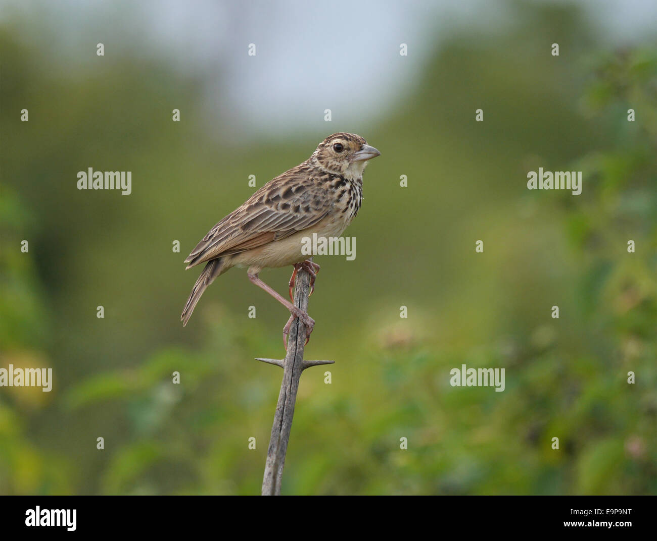 Jerdon des Bushlark (Mirafra Affinis) Erwachsene, thront auf Zweig, Sri Lanka, Januar Stockfoto