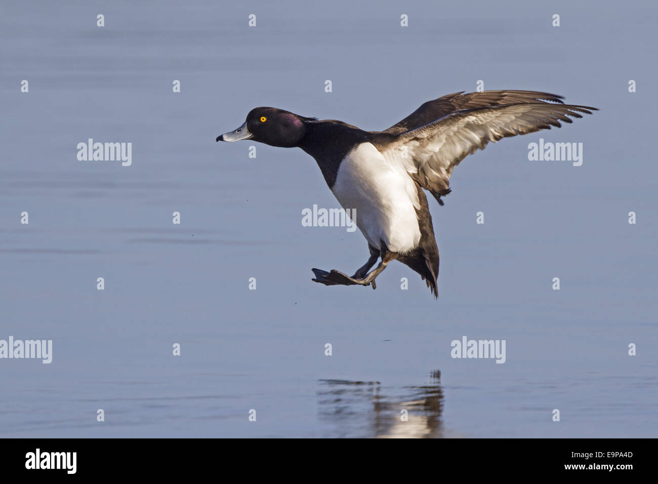 Reiherenten (Aythya Fuligula) Männchen, im Flug, Landung auf dem Wasser, Slimbridge, Gloucestershire, England, Februar Stockfoto