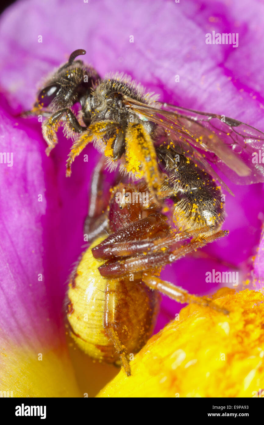 Napoleon Krabbenspinne (Synema Globosum) Erwachsenfrau, Fütterung auf einsame Biene (Früchte SP.) Beute, in grau-leaved Zistrose (Cistus Albidus) Blume, Montagne De La Clape, Aude, Languedoc-Roussillon, Frankreich, Mai Stockfoto