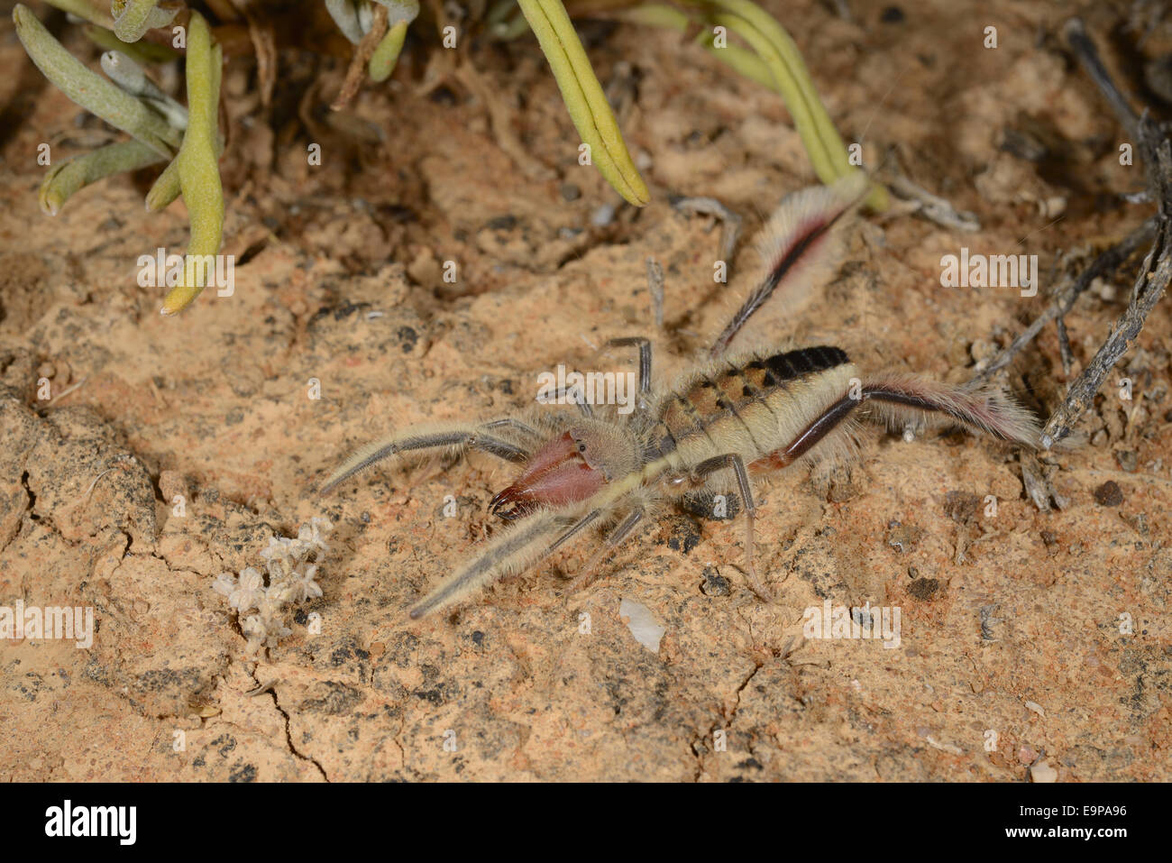 Sonne-Spinne (Solpugella SP.) Erwachsenen, auf trockenem Boden in der Wüste, Südafrika, Februar Stockfoto