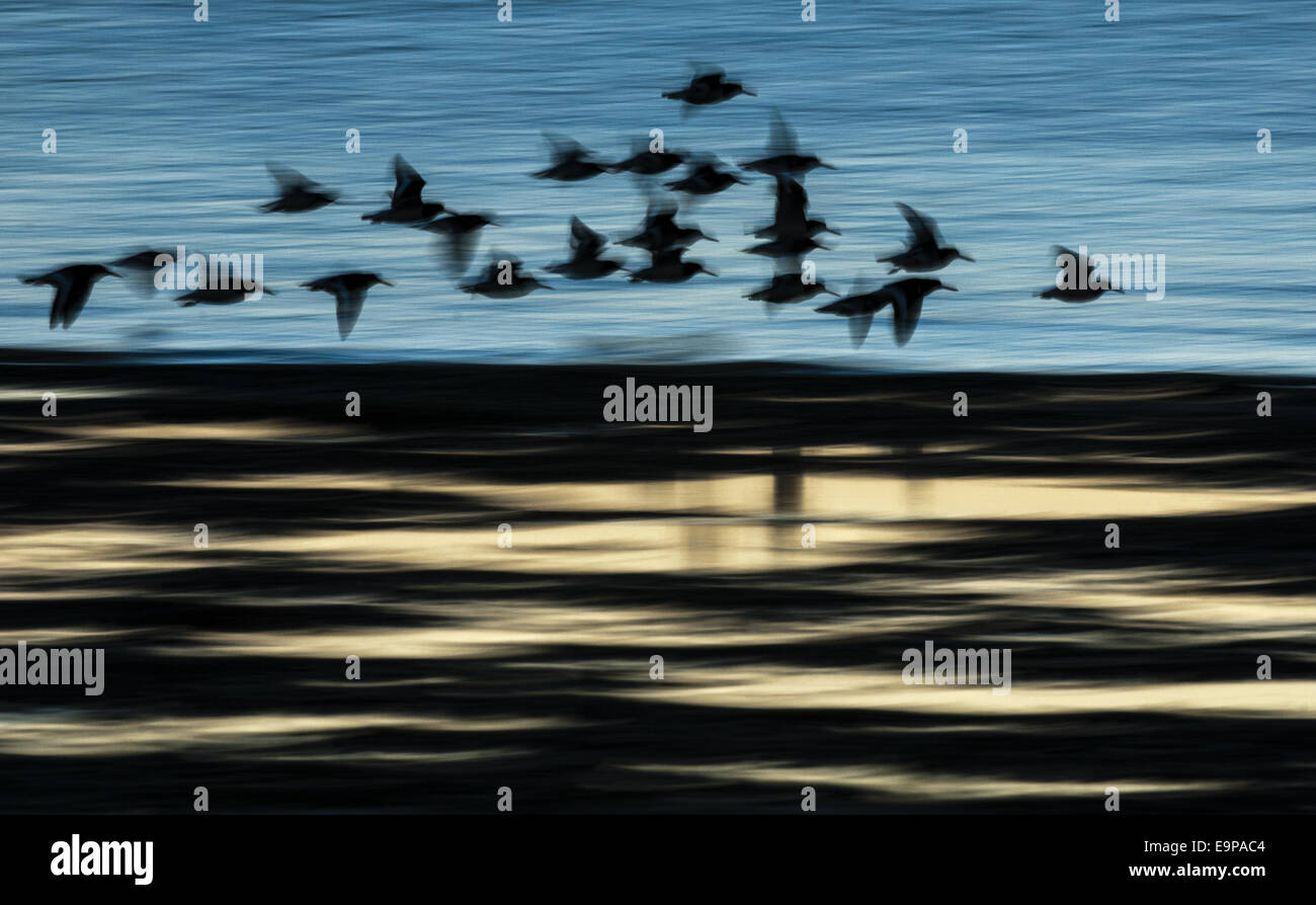 Herde der eurasischen Austernfischer (Haematopus Ostralegus), im Flug über Wasser, verschwommen Bewegung, bei Sonnenaufgang, Silhouette, Medway Mündung, Shellness, Isle of Sheppey, Kent, England, Januar Stockfoto