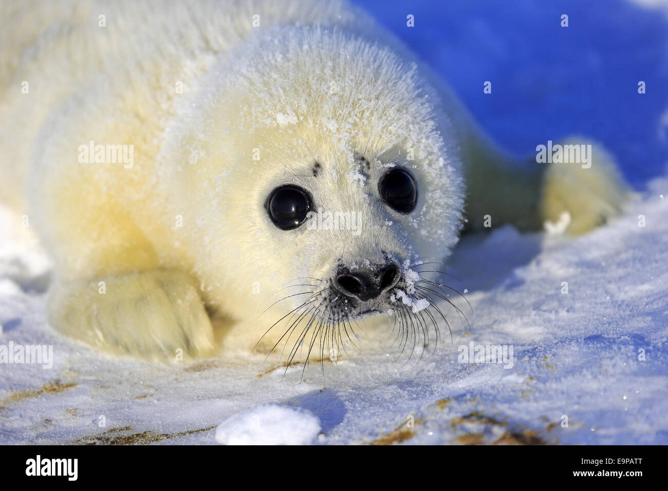 Harp Seal (Pagophilus Groenlandicus) Welpen, Nahaufnahme des Kopfes, ruht auf Packeis, Magdalen Inseln, St.-Lorenz-Golf, Quebec, Kanada, März Stockfoto