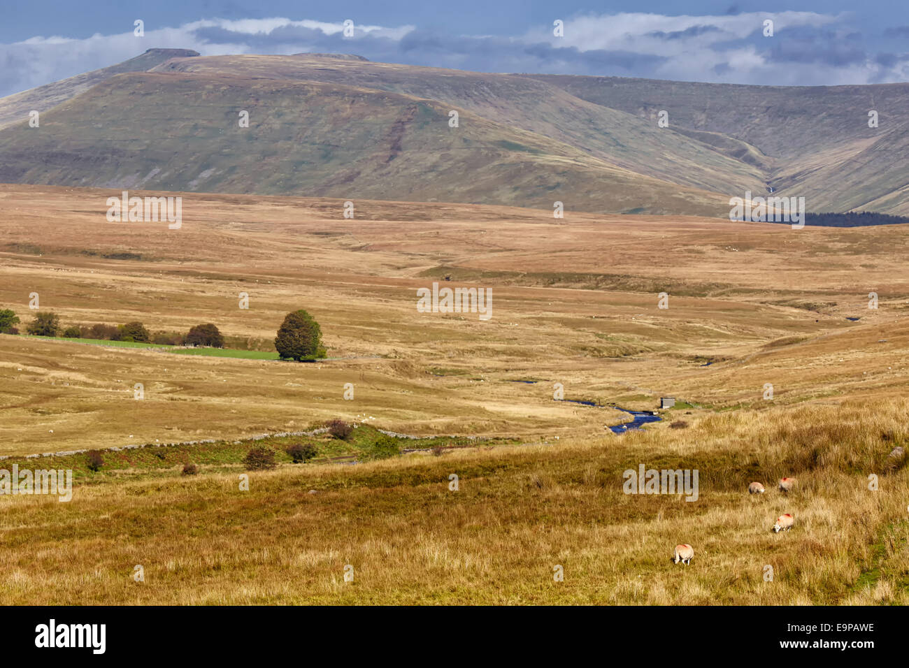 Blick auf Schafbeweidung und Stream in hochgelegenen Lebensraum, Penyfan in Ferne, Brecon Beacons Nationalpark, Powys, Wales, Oktober Stockfoto