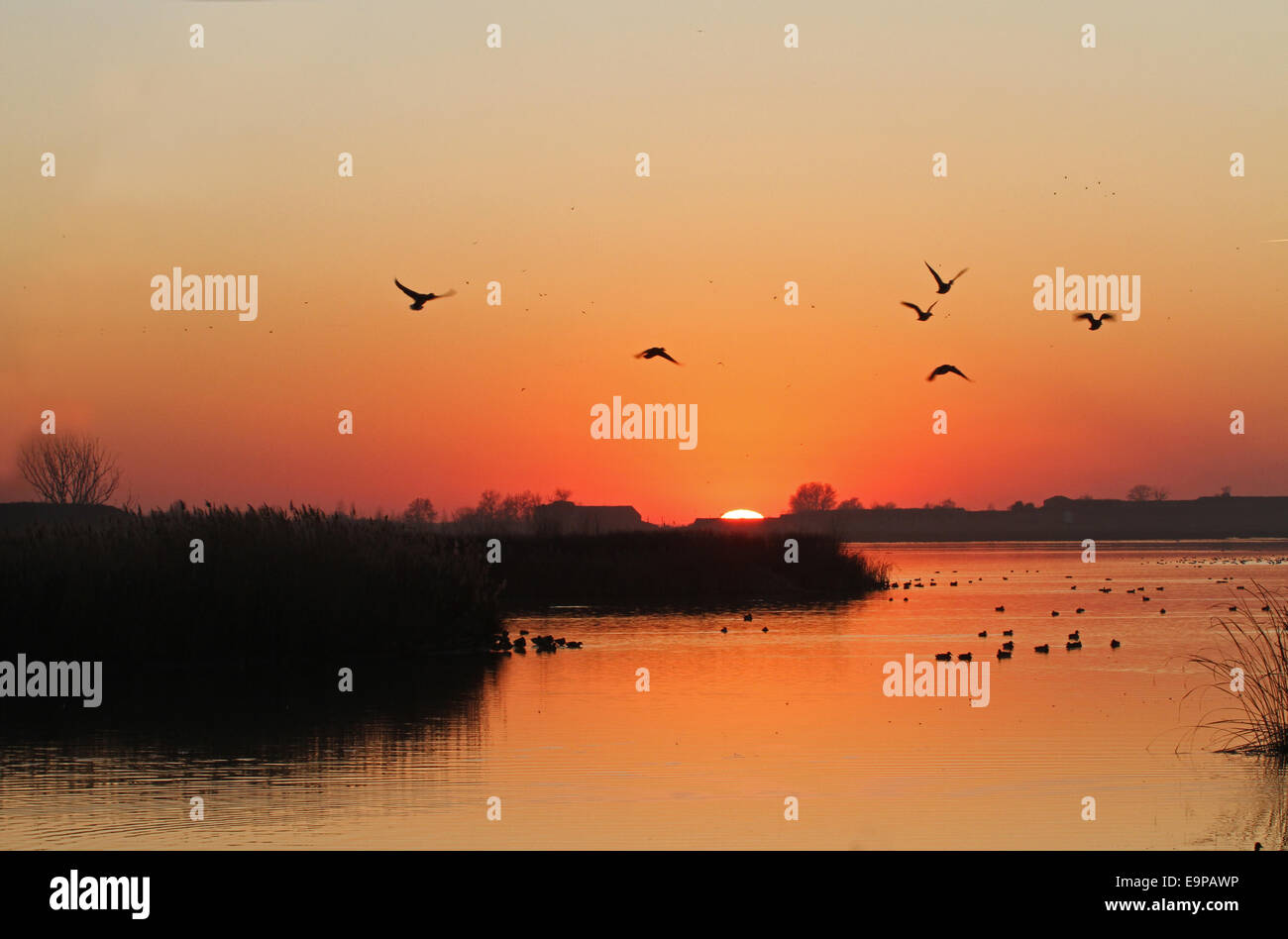 Blick auf Feuchtbiotop mit Enten im Flug bei Sonnenuntergang, Estany Ivars ich Vila-Sana, Provinz Lleida, Katalonien, Spanien, Februar Stockfoto