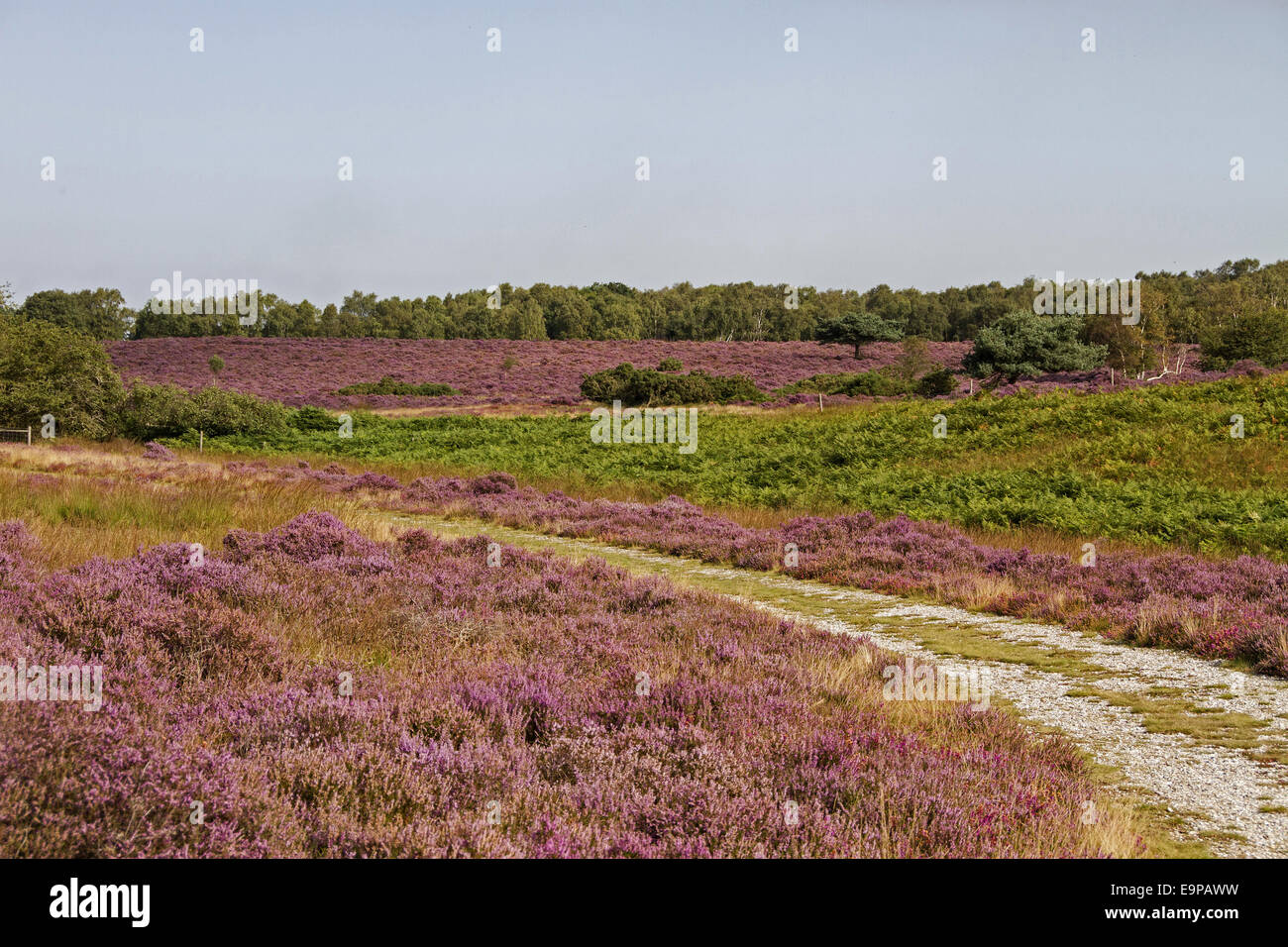 Mit Blick auf Westleton Heide, blühende Heide und Bracken, August. Teil der Sandlings Heide Stockfoto