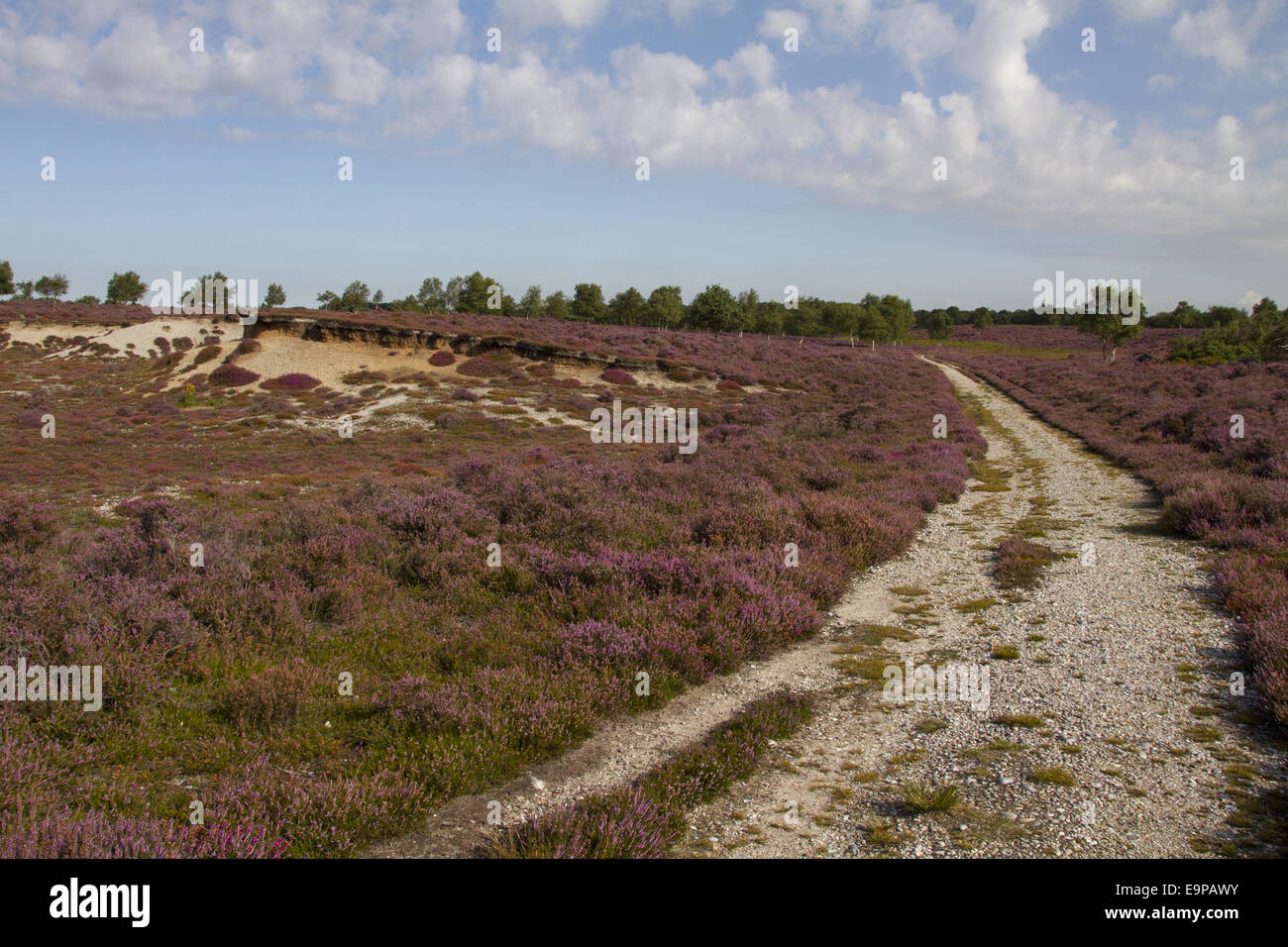 Blühende Heide Westleton Heath an der Sandlings Heide Suffolk. Stockfoto