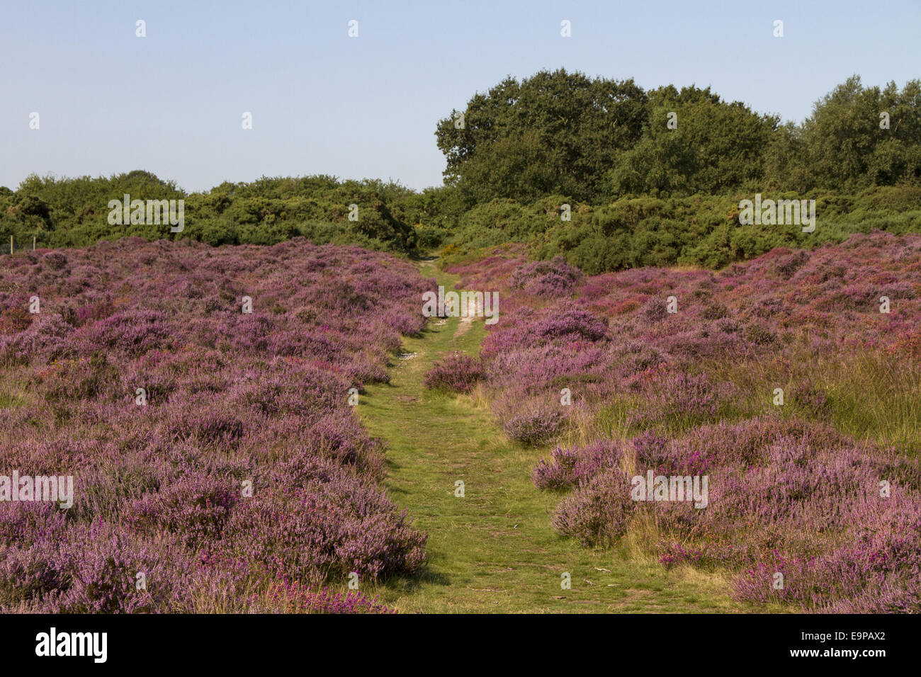 Blühende Heide Westleton Heath an der Sandlings Heide Suffolk. Stockfoto