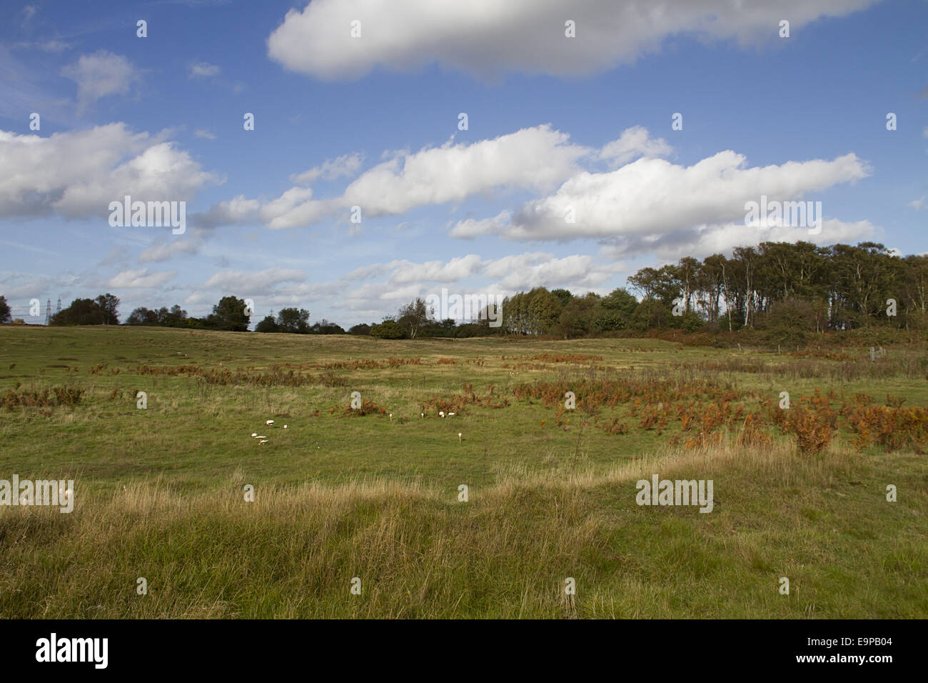 Aldringham Spaziergänge Naturschutzgebiet, Bestandteil der Suffolk-Sandlings, verwaltet von der RSPB Stockfoto