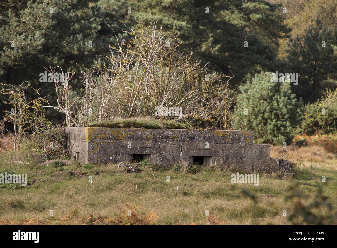 Zweiter Weltkrieg Bunker am Aldringham Spaziergänge Naturschutzgebiet, Bestandteil der Suffolk-Sandlings, verwaltet von der RSPB Stockfoto