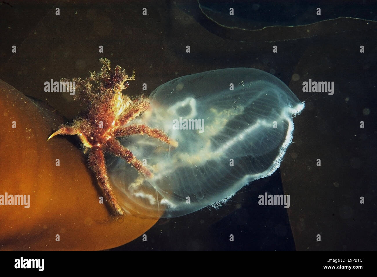 Seetang Seespinne (mutet Araneus) Erwachsenen, Fütterung auf gemeinsame Quallen (Aurelia Golden) im Meer Loch, Loch Carron, Ross und Cromarty, Highlands, Schottland, Juni Stockfoto