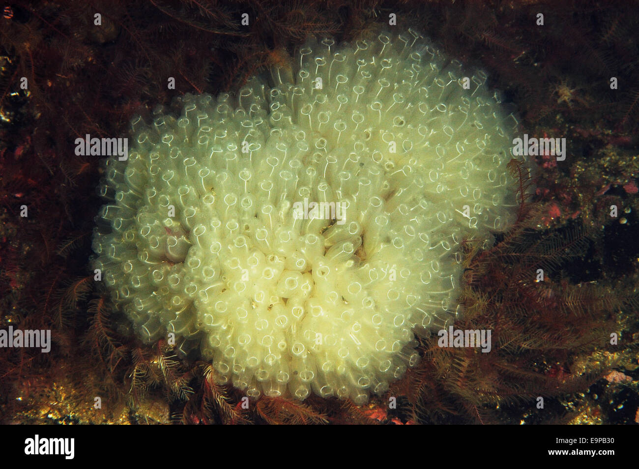 Fußball-Seescheide (Diazona Violacea) Erwachsene, Kolonie im Meer Loch, Loch Carron, Ross und Cromarty, Highlands, Schottland, Juni Stockfoto