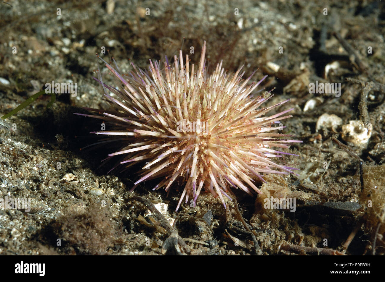 Grün Urchin (Psammechinus Miliaris) Erwachsene, mit Tentakeln erweiterte im Meer Loch, Loch Carron, Ross und Cromarty, Highlands, Schottland, Juni Stockfoto