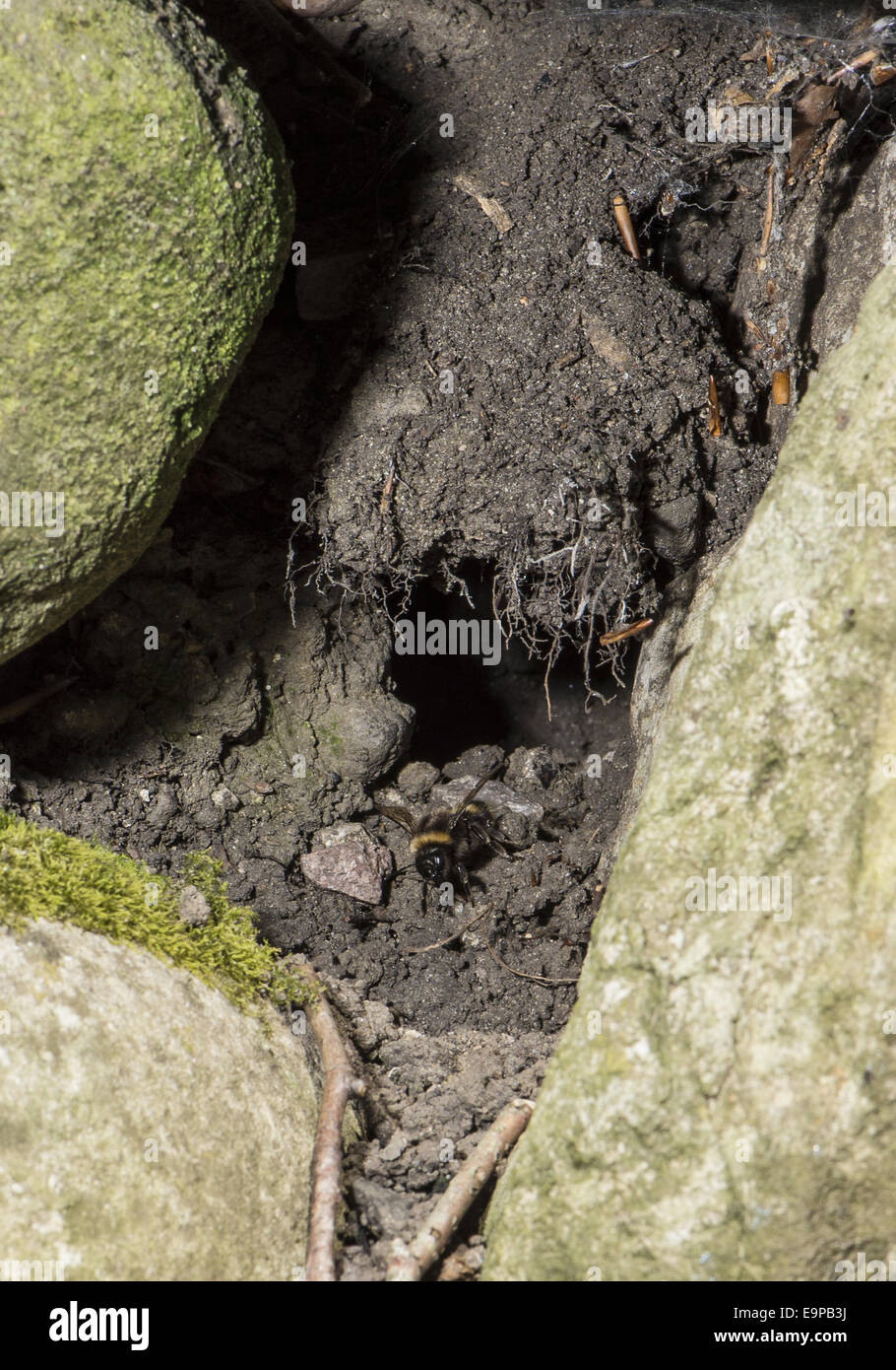 Hummel (Bombus SP.) Nest in Stein Gartenmauer, Chipping, Lancashire, England, Juli Stockfoto