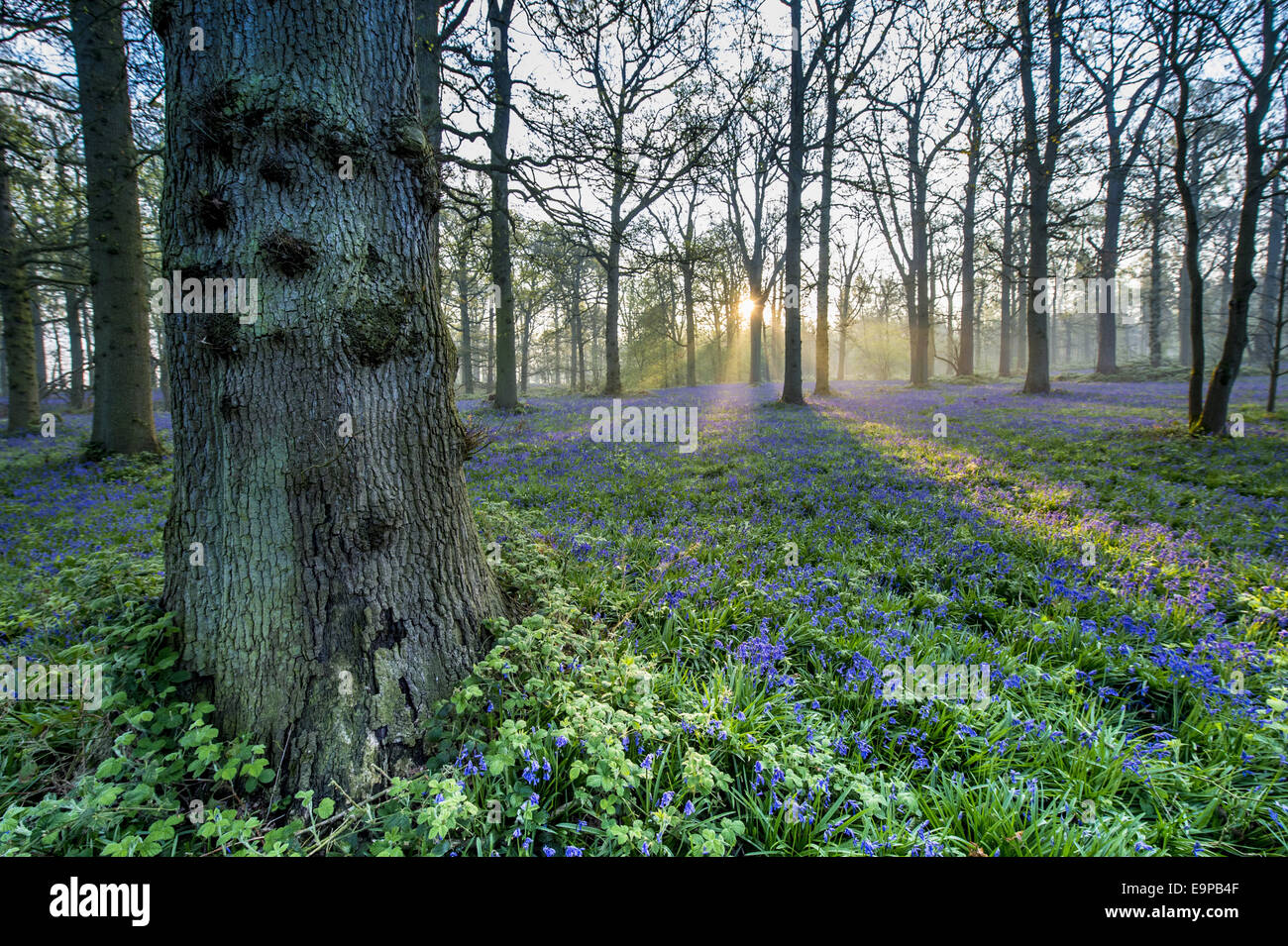 Bluebell (Endymion nicht-Scriptus) Blüte Masse, wächst in Eiche Wald Lebensraum in der Morgendämmerung, Norfolk, England, April Stockfoto