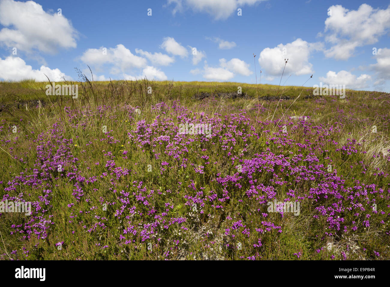 Glocke Heidekraut (Erica Cinerea) blühen, wachsen auf Moorland Lebensraum, Strathspey, Morayshire, Highlands, Schottland, Lochindorb, Juli Stockfoto