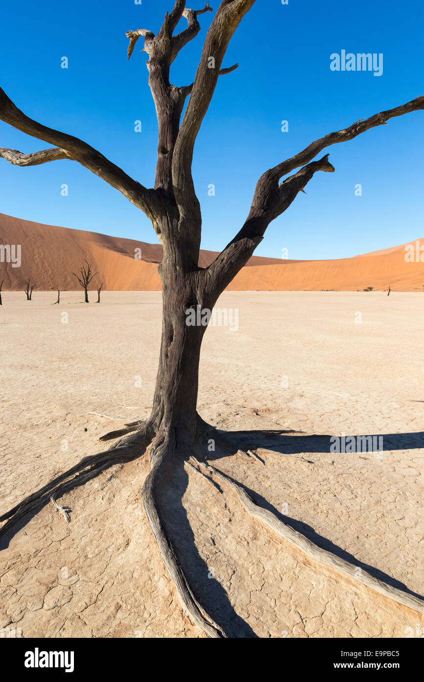 Dead Vlei, Namib-Wüste, Namibia Stockfoto