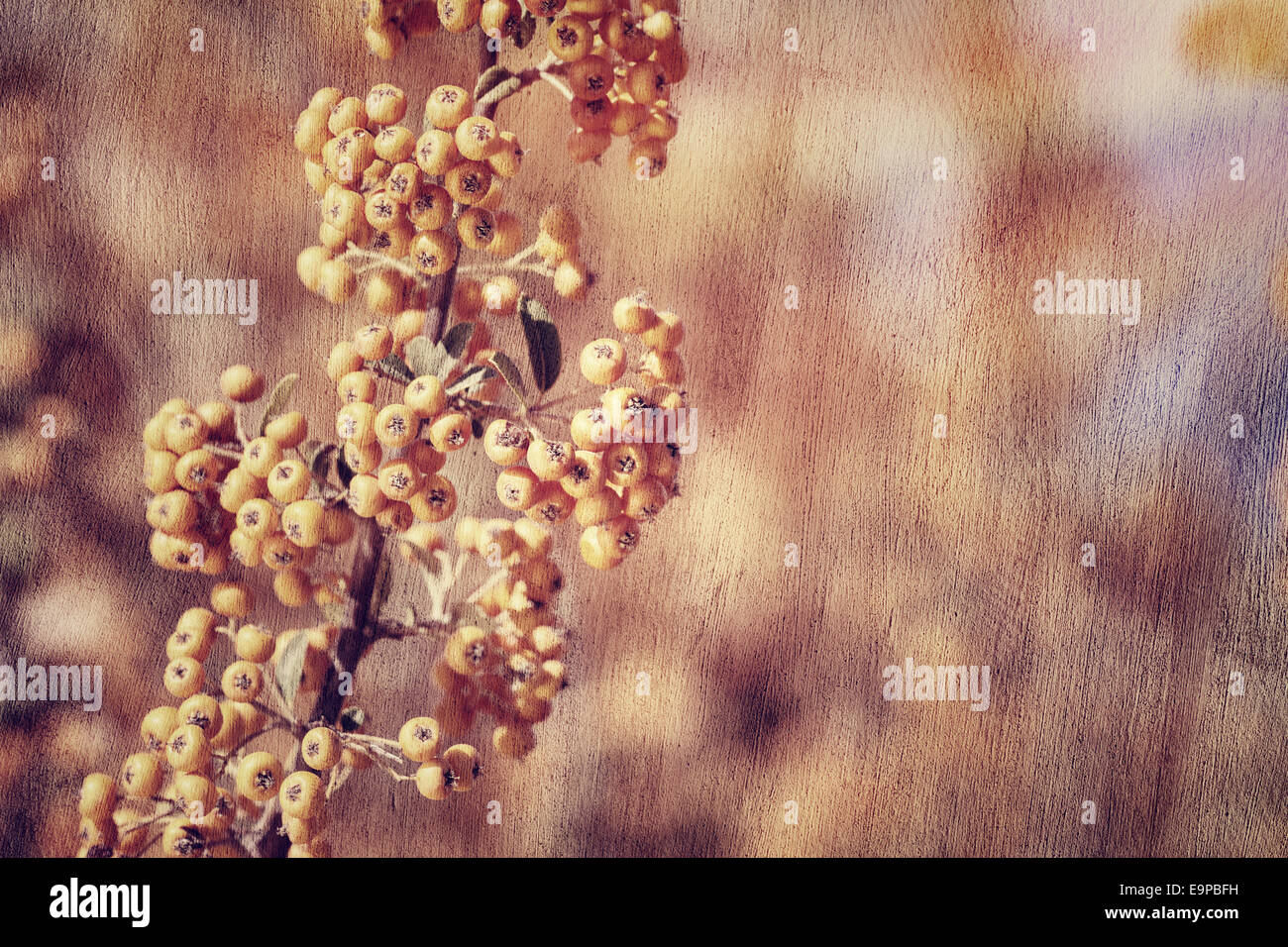 Vogelbeere Hintergrund, Grunge Stil Foto schöne kleine orangefarbene Beere Haufen, Herbsternte Saison Konzept Stockfoto