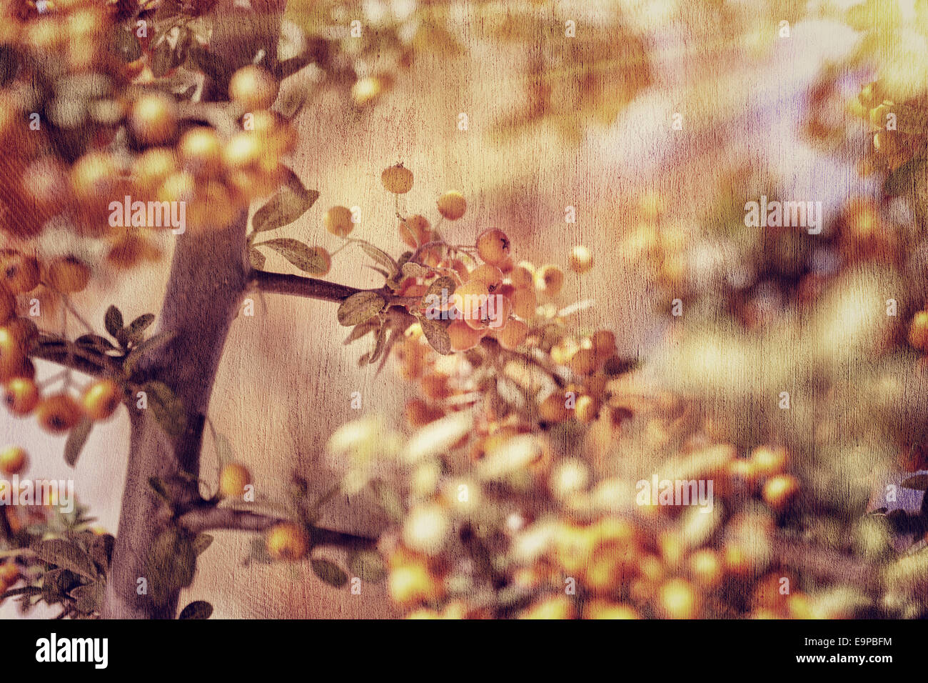 Vogelbeere Hintergrund, Grunge Stil Foto schöne kleine orangefarbene Beere Haufen, hellen Sonnenstrahlen, Herbsternte Saison Konzept Stockfoto