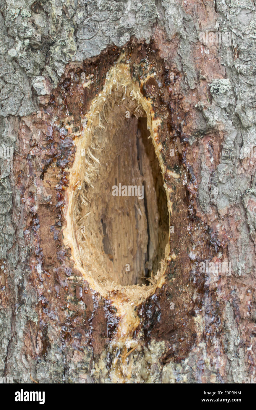 Eine charakteristische rechteckige Langloch ausgegraben durch einen Schwarzspecht Stockfoto