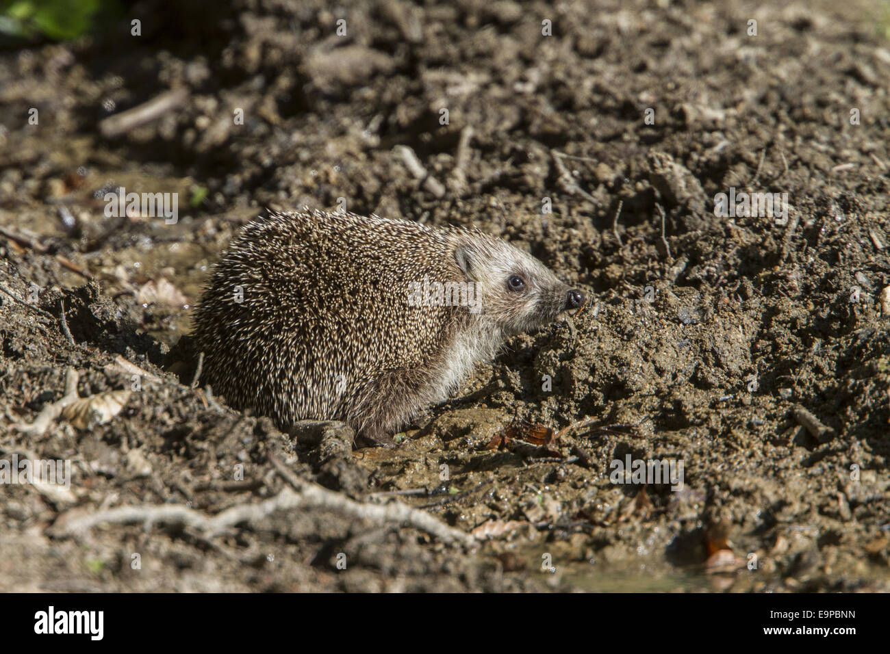 Östliche Europäische Igel auch bekannt als White-Breasted Igel. -Bulgarien Stockfoto