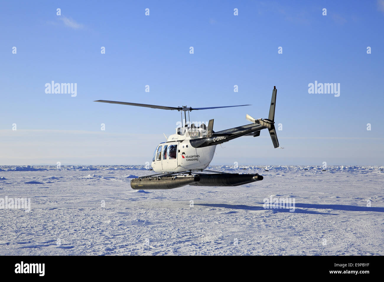 Tourist-Hubschrauber im Flug über Packeis, Abfahrt um Harp Seal (Pagophilus Groenlandicus) Kolonie, Magdalen Inseln, St.-Lorenz-Golf, Quebec, Kanada, März besuchen Stockfoto