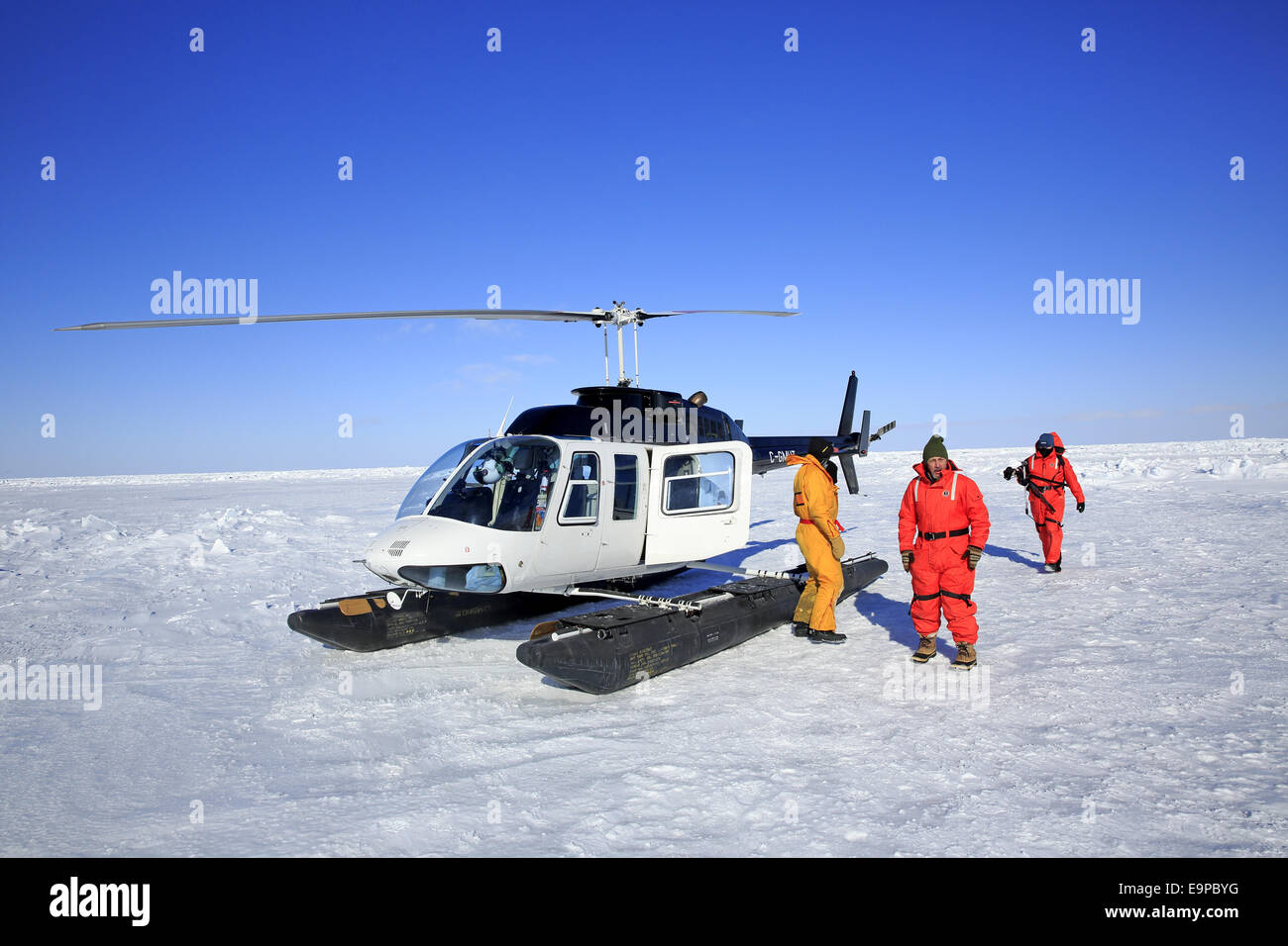 Touristen mit Helikopter auf Packeis, Vorbereitung, Harp Seal (Pagophilus Groenlandicus) Kolonie, Magdalen Inseln, Golf von besuchen Stockfoto