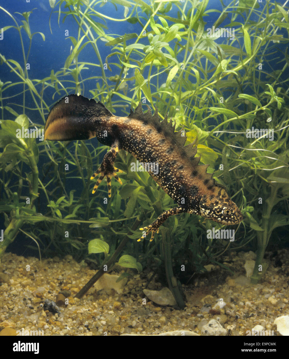 Great Crested Molch - Triturus cristatus Stockfoto