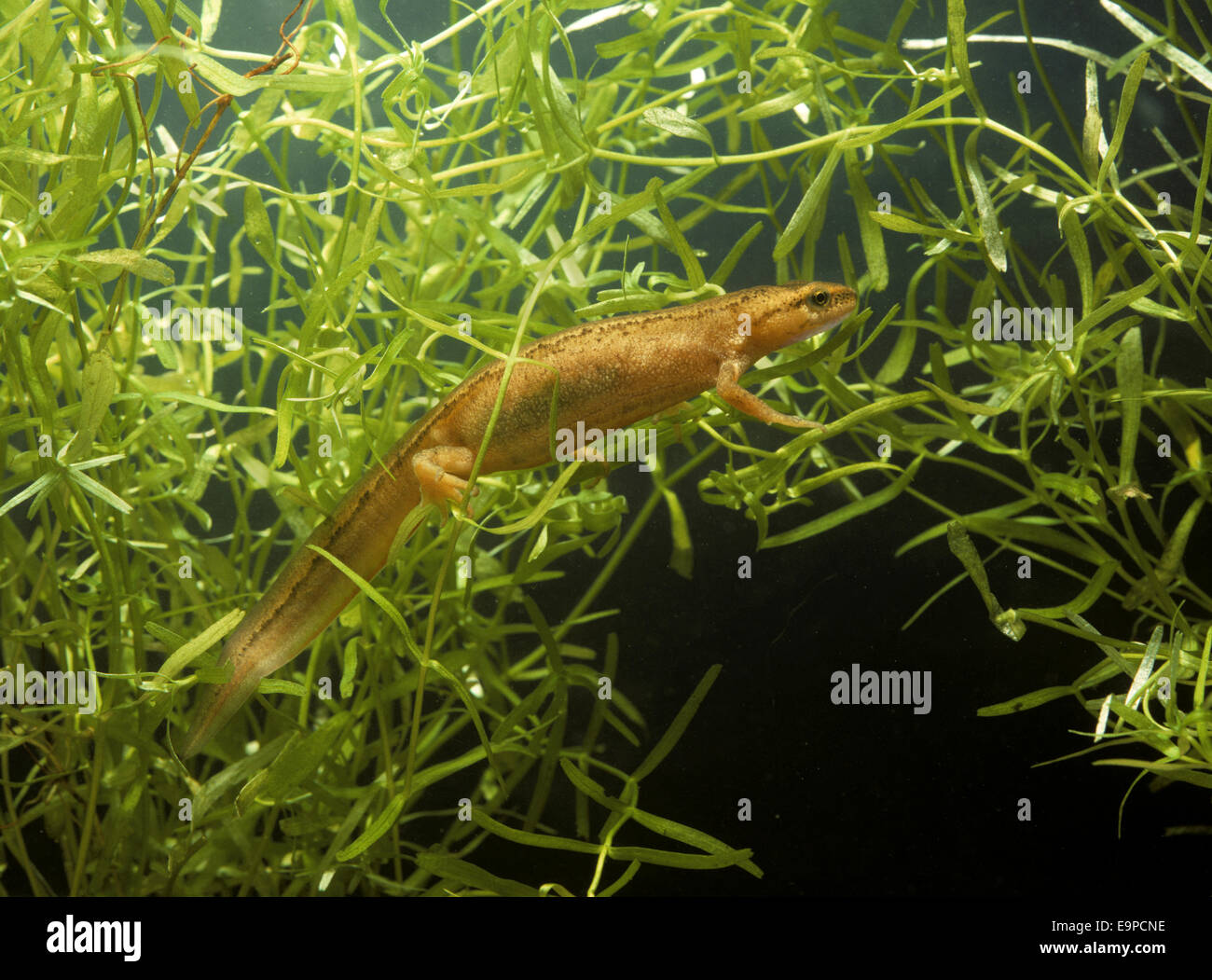 Handförmig Molch - Triturus helveticus Stockfoto