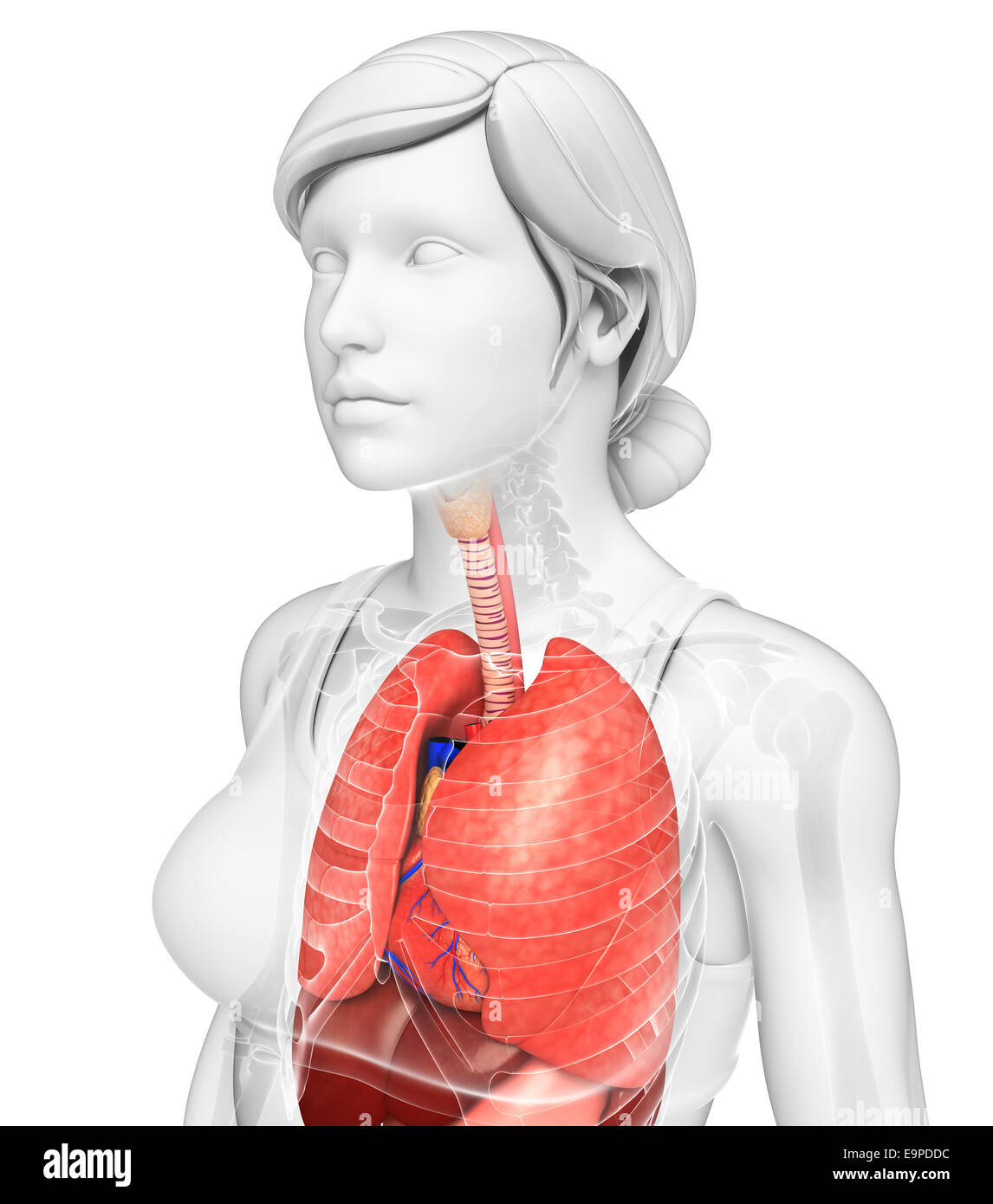 Darstellung der weiblichen Lunge Anatomie Stockfoto