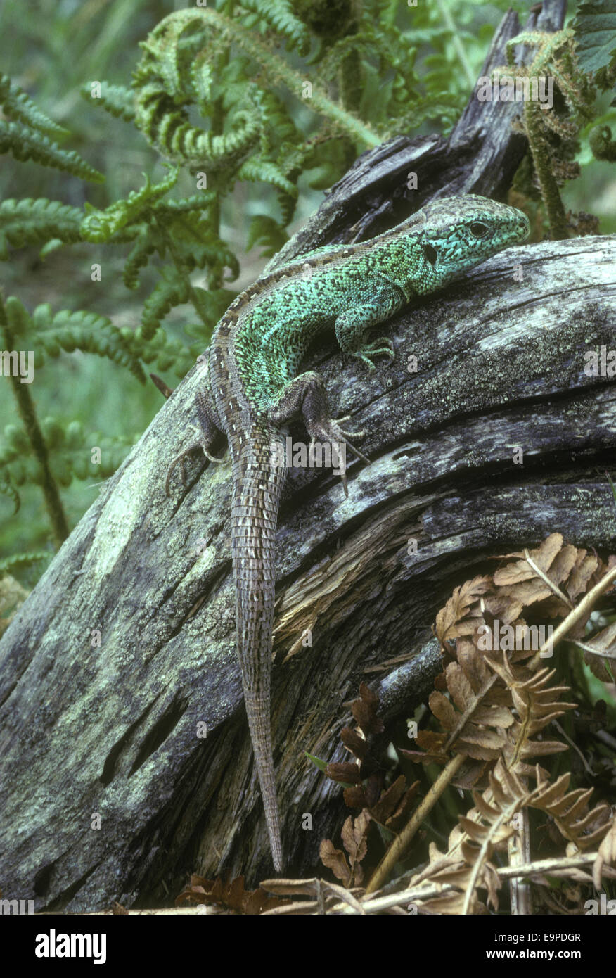 Zauneidechse - Lacerta agilis Stockfoto