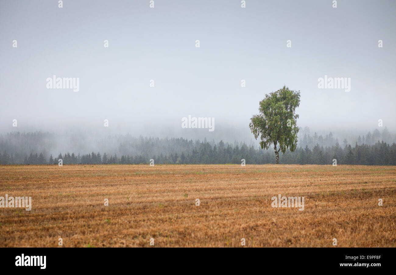 Baum auf Wiese, Gefrees, Deutschland Stockfoto