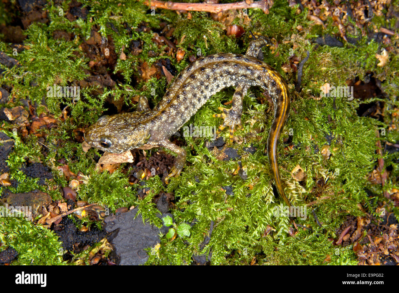 Great Crested Molch - Triturus cristatus Stockfoto