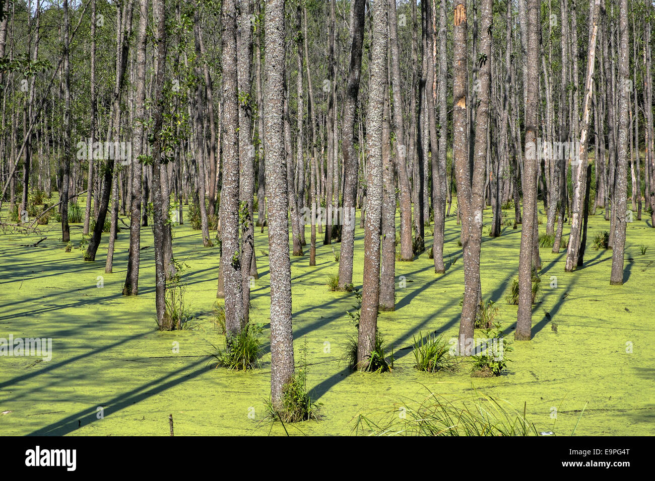 Sumpf, Masuren, Polen Stockfoto