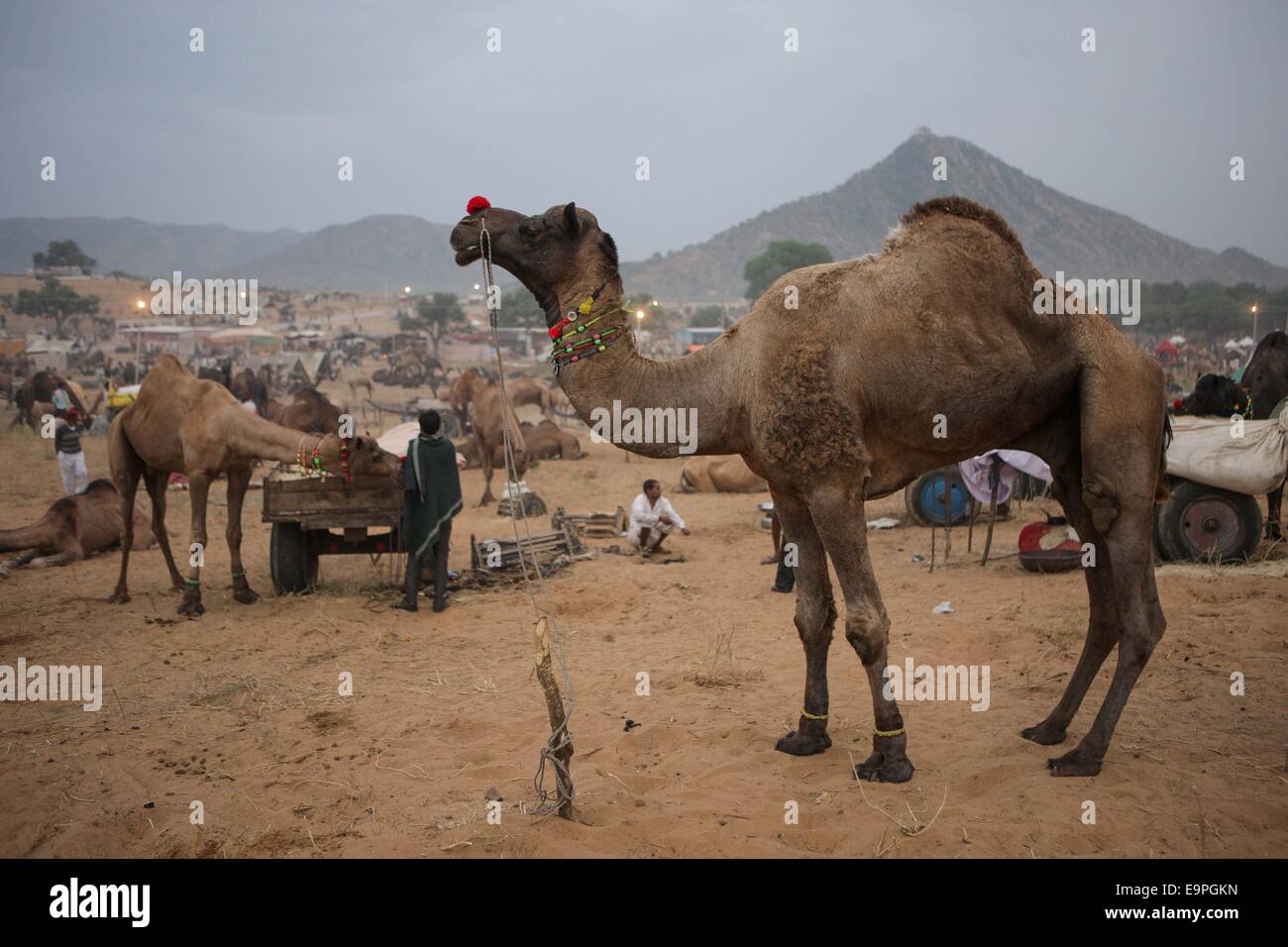 Rajasthan. 31. Oktober 2014. Foto aufgenommen am 31. Oktober 2014 zeigt Kamele auf der Camel Fair in Pushkar Rajasthan, Indien. Tausende der Viehhändler kommen, um das jährliche traditionelle Kamel fair wo Vieh, vor allem Kamele, gehandelt werden. Diese Messe ist eines der weltweit größten Kamel messen. Bildnachweis: Zheng Huansong/Xinhua/Alamy Live-Nachrichten Stockfoto