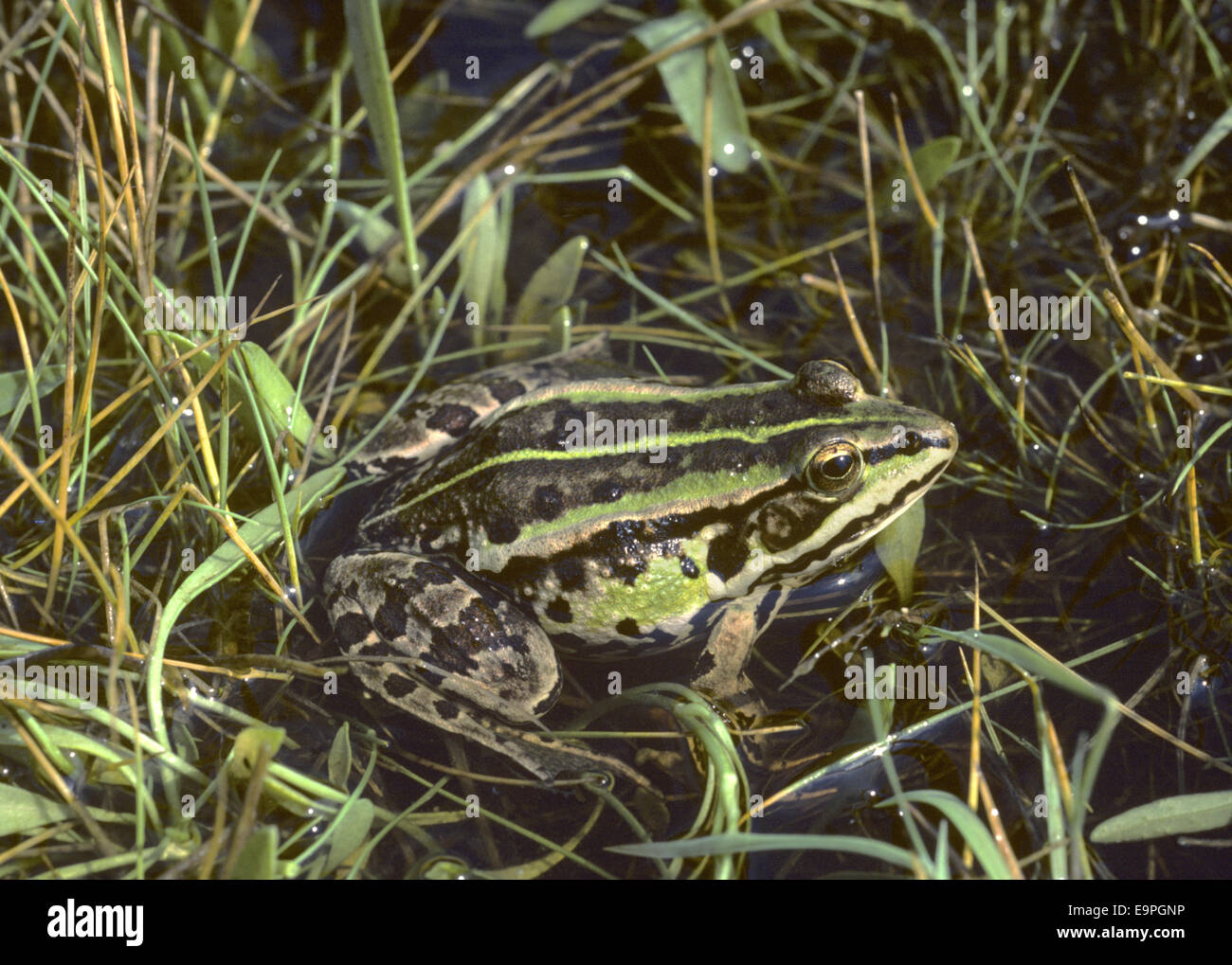 Essbare Frosch - Rana x esculenta Stockfoto