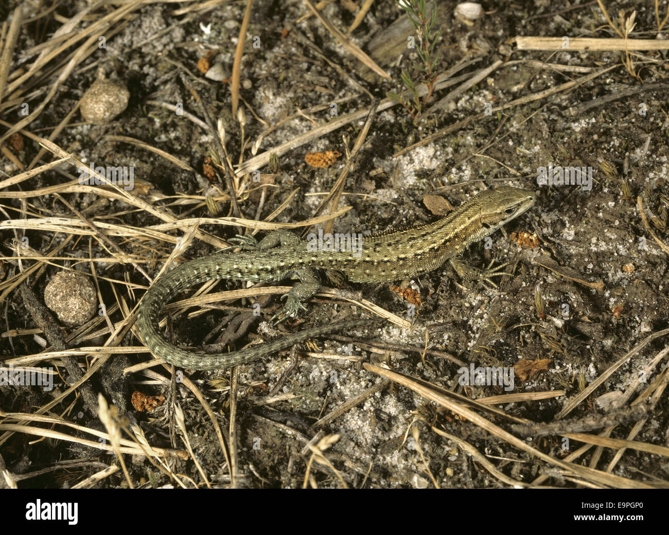 Gemeinen Eidechse - Lacerta vivipara Stockfoto