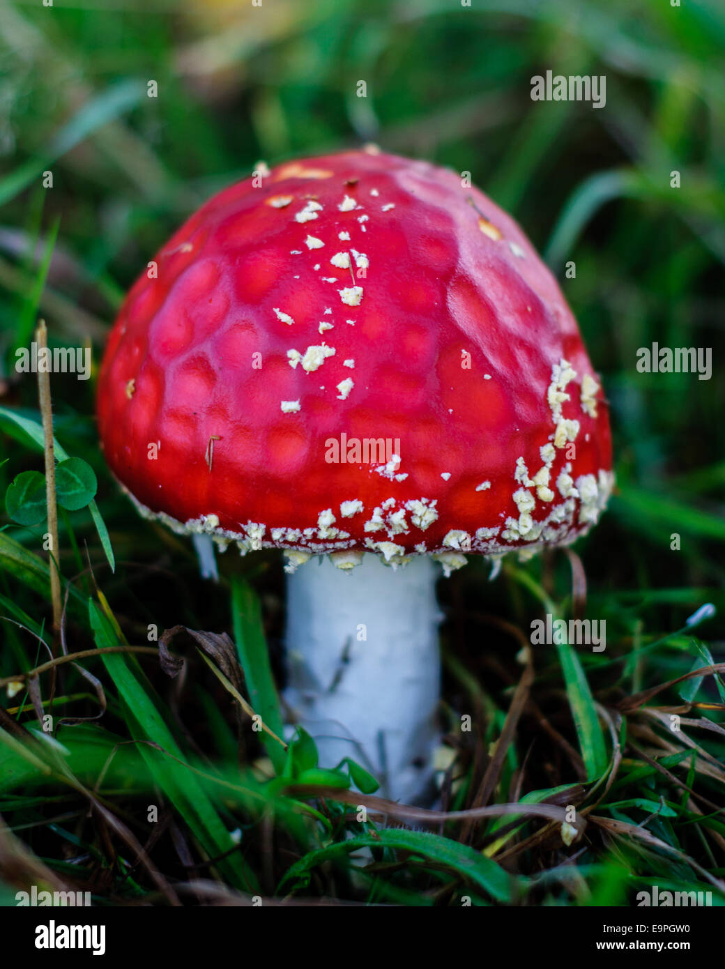 Nahaufnahme von roten Pilz. England. Stockfoto