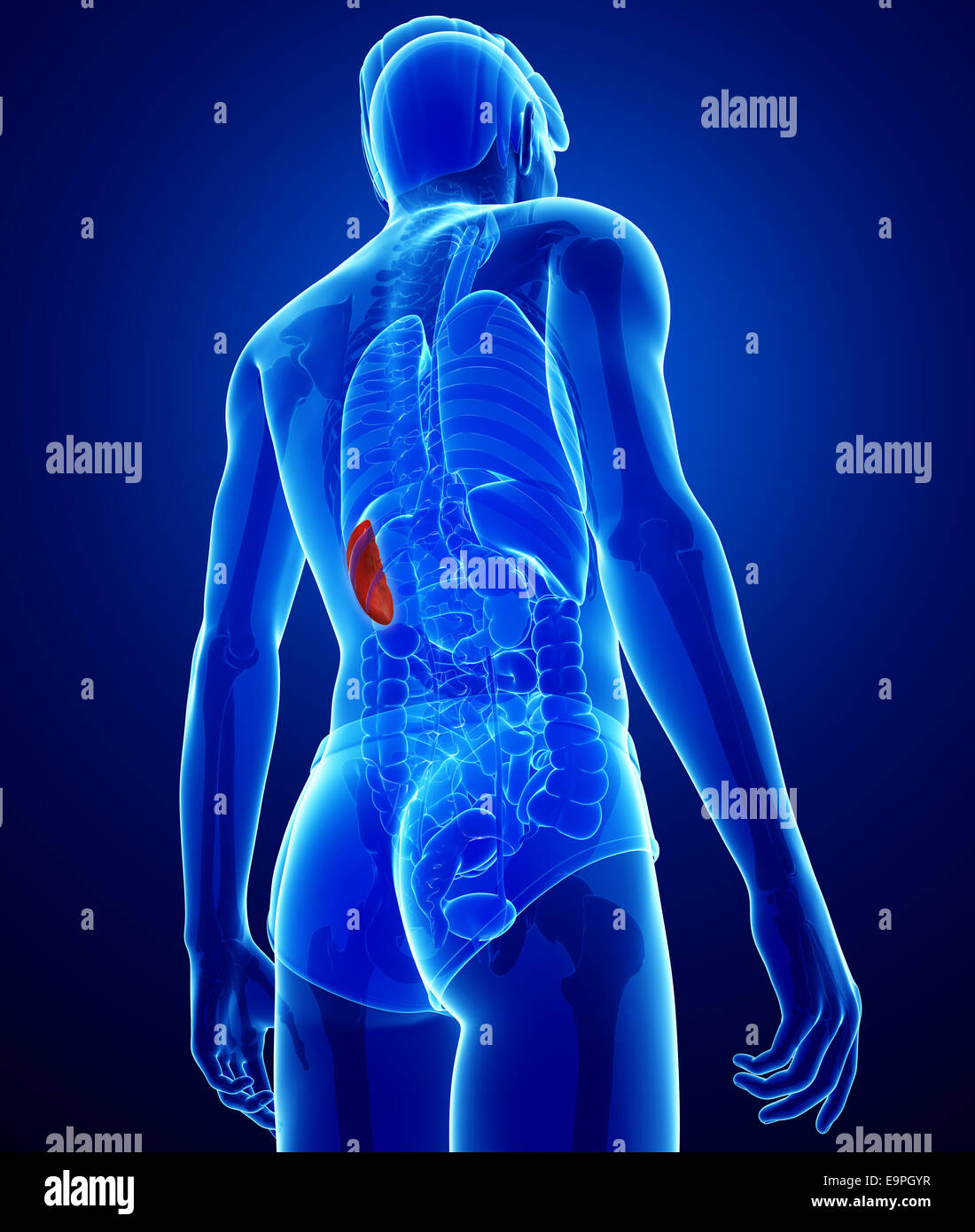 Darstellung der männlichen Milz Anatomie Stockfoto