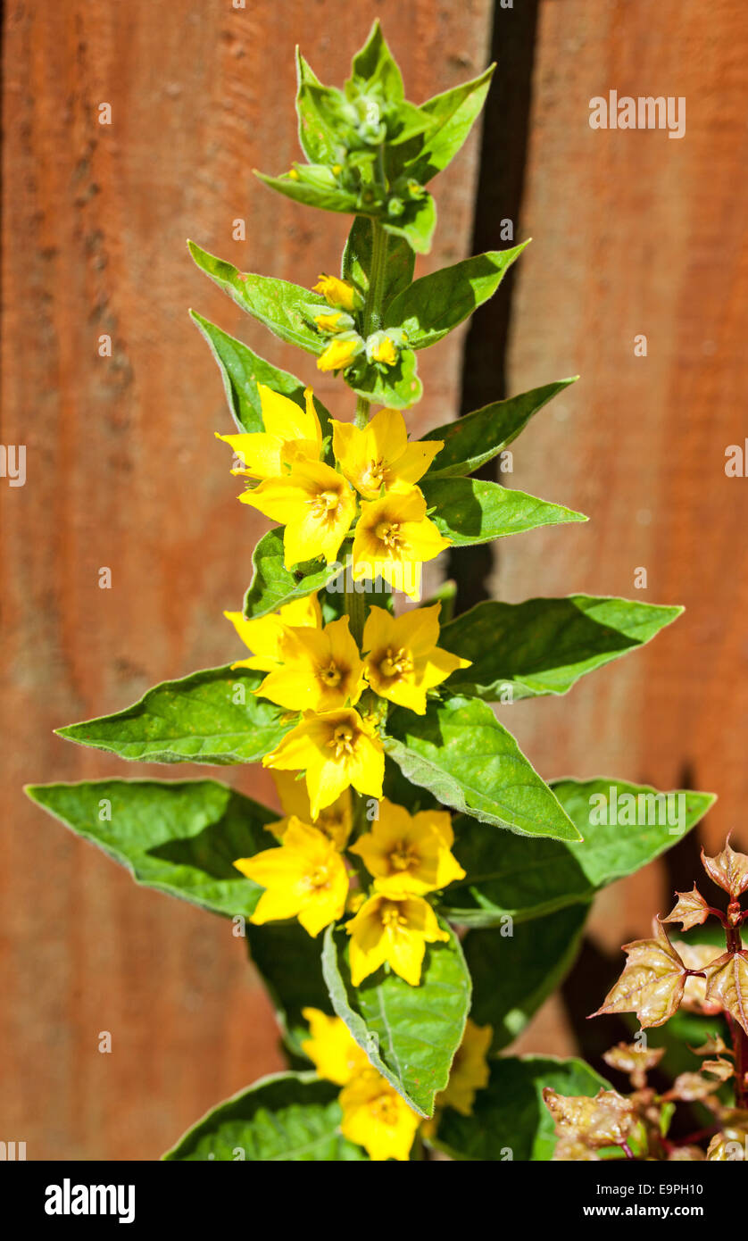 Die gelben Blüten der Garten Blutweiderich, Gilbweiderich oder Garten