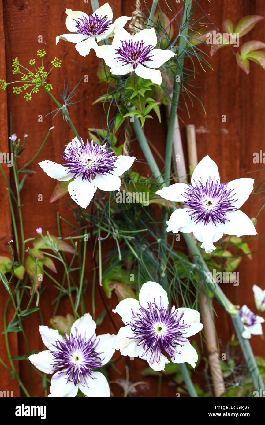 Die weißen und violetten Blumen eine Clematis (Florida Sieboldii) Stockfoto